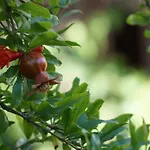 Totelya * Akyaka (Mugla)