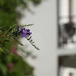 Totelya *
