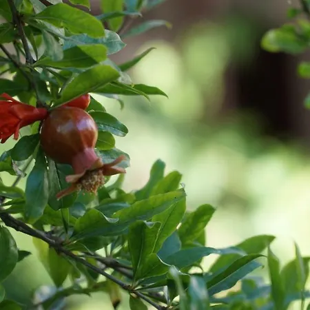 Totelya * Akyaka (Mugla)